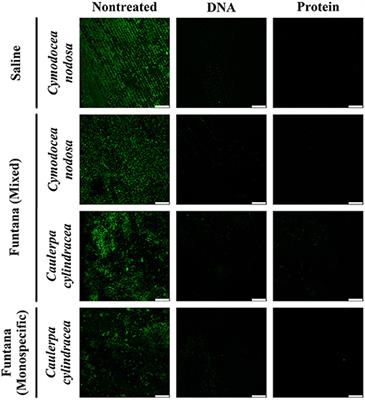 Selective DNA and Protein Isolation From Marine Macrophyte Surfaces